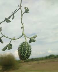 Image result for Cucumis prophetarum