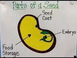 Seed Parts And Functions Kindergarten Preschoolers Function Diagram Preposition Song Plants Unit