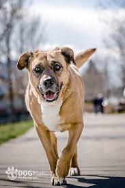Take Me Home Thursdays Rescue Animals Of The Week Slice Ca