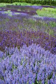 A River Of Salvia The Lurie Garden In Chicago Designed By Piet Oudolf With Images Salvia Garden Natural Garden Beautiful Gardens