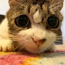 pin von rabab ilka auf cat s whiskers