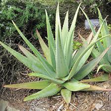 Image result for Aloe carnea
