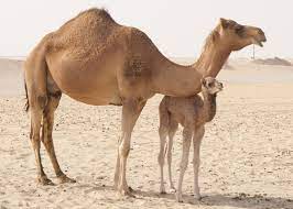 Pin On Camelids