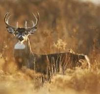 DEER ELK ANTELOPE