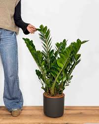 Image result for Zamiokulkas Zamioculcas