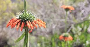 Cactus are great plants, for both pot and landscape cultivation. South African Medicinal Plants