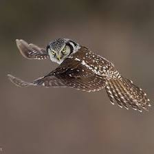 Night Owl Deniz Bayir Tarafindan Yirtici Kuslar Kus Owl
