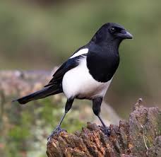 Kuslar Birds Panosundaki Pin