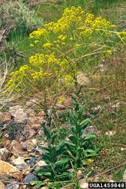 Image result for Tinnea vesiculosa