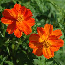 Rabatt Kanter Gullskra Sunny Red Ettriga Blomstervxter Cosmos Sulphureus Sunny Red Nature Garden Orange Flowers Plants
