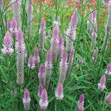 Celosia Flamingo Feather Flower Seeds Seeds Organic Seeds