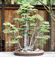 My body says yes, but my heart say no. Bonsai Definition And Synonyms Of Bonsai In The Malay Dictionary