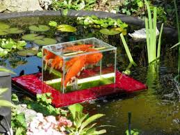 Diy Fish Observation Tower For Ponds Fish Pond Koi Pond Garden Pond