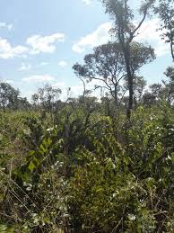 Image result for Cryptosepalum exfoliatum