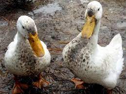 How to tell if a guy likes you? Raising Ducks What Ducks Eat And How To Care For Them Hgtv