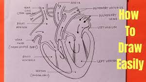 We did not find results for: How To Draw Human Heart Diagram In Easy Way Step By Step Youtube