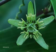 Image result for Passiflora suberosa