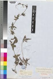 Image result for Coccinia sessilifolia