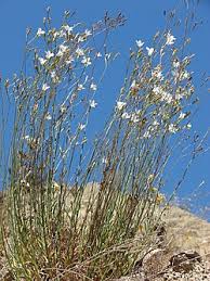 Image result for Wahlenbergia paludicola