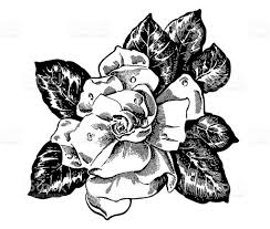 Gardenia Royalty Free Stock Vector Art Gardenia Tattoo Flower Tattoos Stock Illustration
