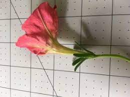 Dissection 4 Petunia Petunia Axillaris Don T Tell My Wife Biol F195 Intro To Alaska Flora