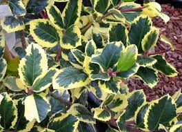 Feuille de houx ( angl. Le Houx