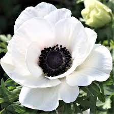 White Anemone Bulbs For Sale Mistral Bianco Centro Nero Easy To Grow Bulbs Anemone Easy To Grow Bulbs Anemone Flower