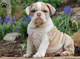You may also find a bulldog mix that has all the traits you want from the breed, but with a little extra. Pin On Aww Pets