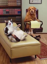 Pet Therapy Cat Spilling Her Guts To A Dog Psychi By John Lund Animal Antics Funny Animals Cats