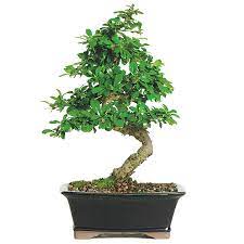 Some of these problems include discoloration of leaves, fuzzy spots. Fukien Tea Bonsai Care