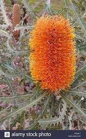 Banksia Orange Flower Best Flower Wallpaper