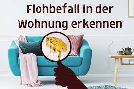 Sie beißen nämlich nicht nur ihren hund, sondern können auch auf den menschen übergehen. Flohe Und Flohlarven In Der Wohnung Erkennen