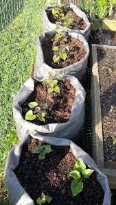 How to plant sweet potatoes in a garden. Grow Bags For Sweet Potatoes Potato Gardening Growing Sweet Potatoes Planting Potatoes