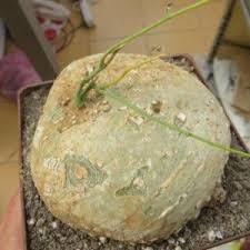 Image result for Adenia stenodactyla