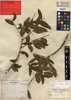 Image result for Strychnos pungens