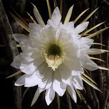 People can also eat prickly pear fruit, which is the small, rounded, and often colorful part of the nopal plant. Night Blooming Cereus Wikipedia