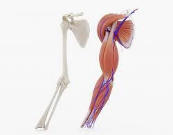 There are five types of skeletons and bones in human body as. Human Arm Bones And Muscles Stlfinder