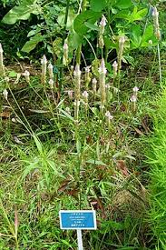 Image result for Celosia stuhlmanniana