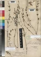 Image result for Justicia odora