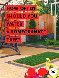 Learn How Often Should You Water A Pomegranate Tree How To Guides Tips And Tricks Tree Citrus Plant Planting Flowers