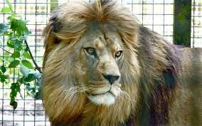 Milo The Barbary Lion Lion Barbary Leo Lion