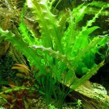 Aponogeton Undulatus Aquarium Plant Bulb Arizona Aquatic Gardens See more of aponogeton on facebook. aponogeton undulatus aquarium plant bulb