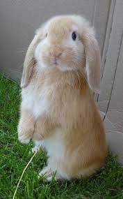 Holland Lop Rabbit Information Pictures History And Health In 2020 Cute Bunny Pictures Cute Animals Pet Bunny