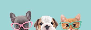 Radon is a radioactive gas that causes cancer. The Symptoms Of Radon Poisoning In Pets Everything You Should Know