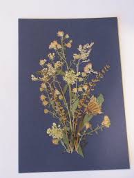 Pressed Flower Art Real Dried Flowers Original Pressed Flower Art Picture Frame Dry Flower Pressed F Botanical Artwork Pressed Flower Art Flower Art