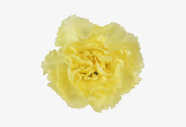 Carnation Diletta Carnation Transparent Png 480x480 Free Download On Nicepng Please use and share these clipart pictures with your friends. carnation transparent png