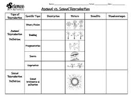 Asexual Reproduction Vs Sexual Reproduction Worksheets