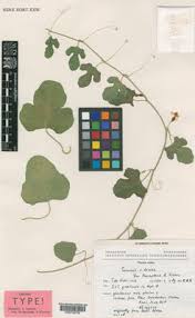 Image result for Cucumis zeyheri