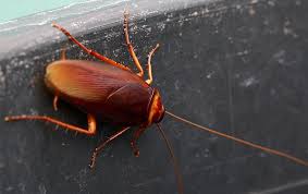 Be the first to see new best pest control jobs. Pest Library The Ultimate Guide To Common Pests In Ms Al La