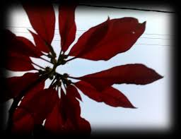 Image result for Crotalaria namuliensis